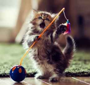 Picture for category Cat Toys under $10